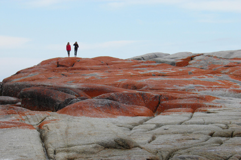 Tasmania: Excursión de 6 días por la naturaleza desde HobartMotel Habitación Doble