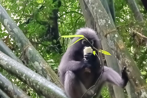 Khao Lak: Safari privato nella giungla di Khao Sok con rafting su bambù