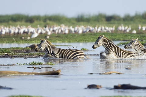 Excursão de um dia de cortar a respiração ao Parque Nacional do Lago Manyara