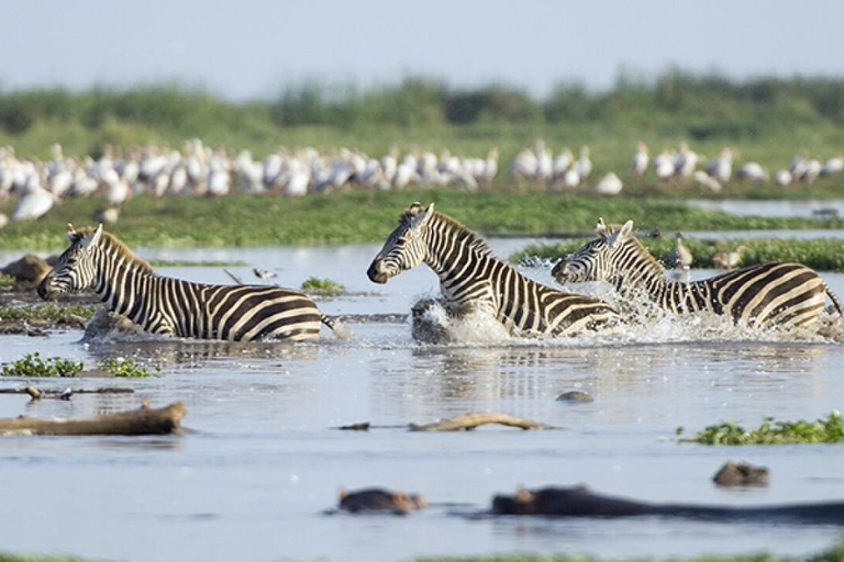 Hisnande dagsutflykt till Lake Manyara National Park