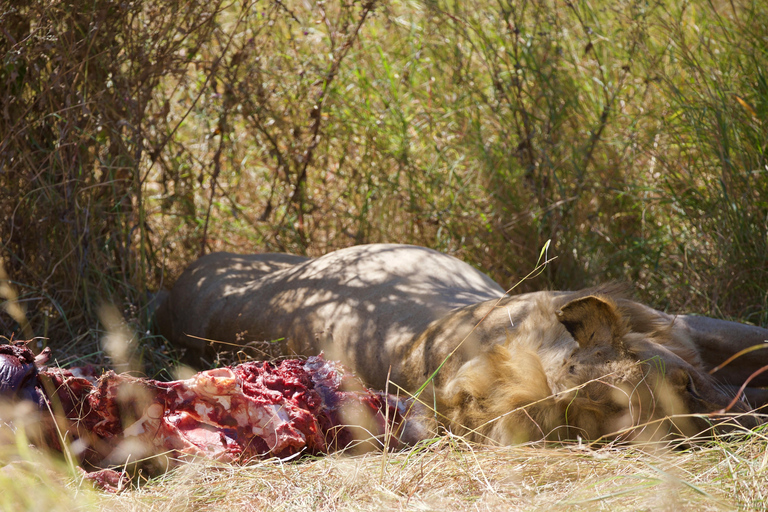 Arusha: 4-Day Ngorongoro, Tarangire, and Materuni Lodge Tour