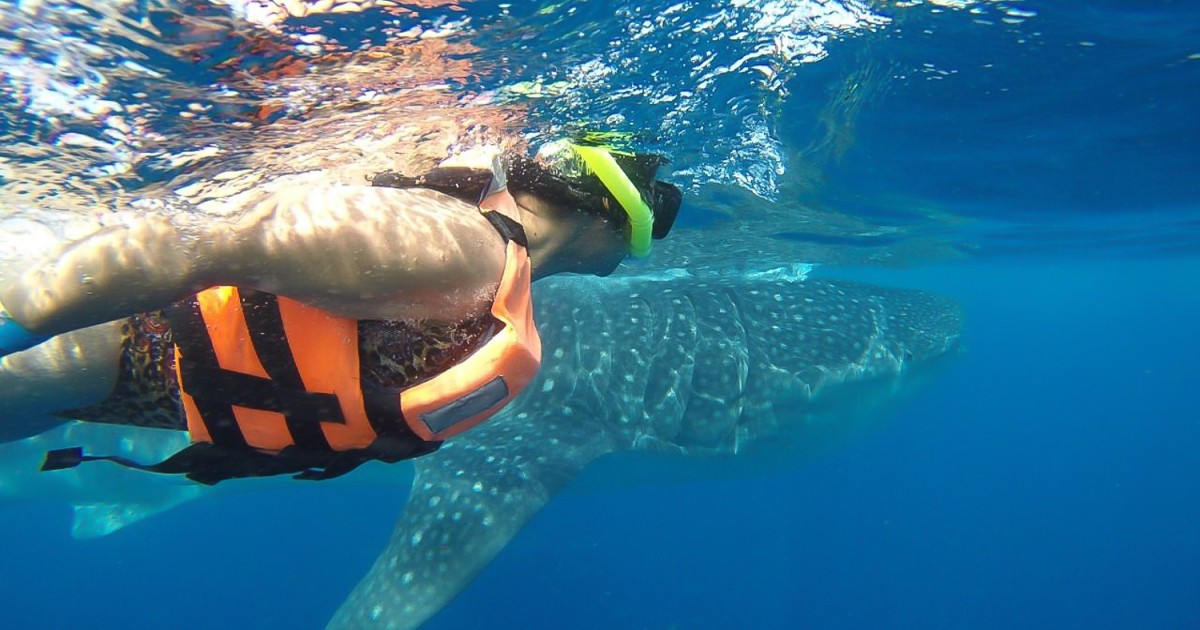 Whale Shark Long Sleeve Swimsuit