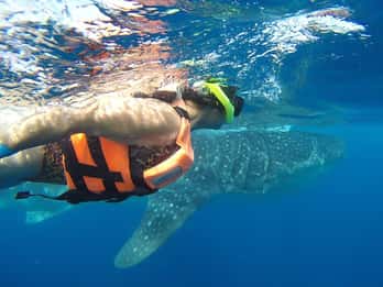 Da Playa del Carmen: Tour dello squalo balena