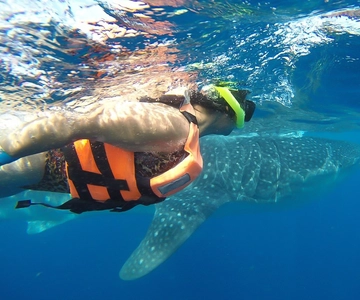 Vanuit Playa del Carmen: Walvishaai-tour