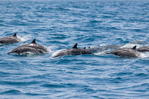 Benalmádena: Tour en barco para avistar delfinesBenalmádena: tour en barco para avistar delfines