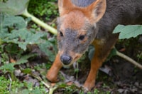 Tepuhueico Park, Introduce yourself to Chiloé. - Housity