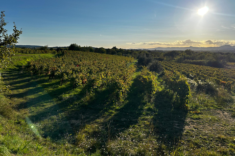 Aniane: visit to Domaine des Conquêtes and wine tasting