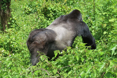 Desde Kigali: Safari de 4 días de senderismo con gorilas y chimpancés