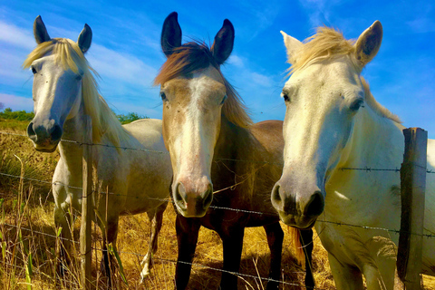 Arles e il Parco Naturale Regionale della Camargue