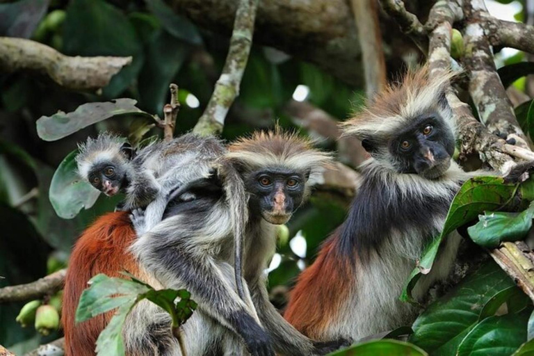 Zanzibar: Jozani forest, Sea tortoises & Mtende beach tour Private tour no Hotel pick and drop off included