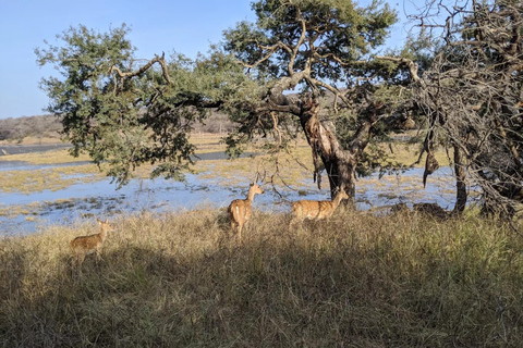 兰坦博尔国家公园：Canter Safari 门票（含接送）傍晚快速狩猎之旅门票：兰塔博尔国家公园