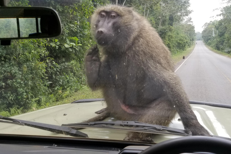 Uganda: 10-dagars safariäventyr från Entebbe