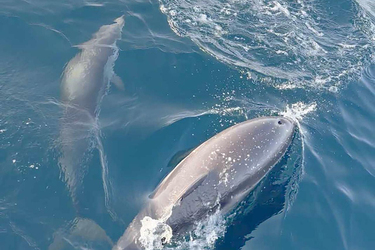 From Sotogrande: 2-Day Sailing Trip to Ceuta (Africa)
