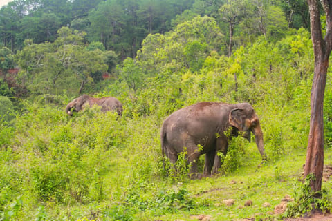 Chiang Mai: Ethical Elephant Tour & Pad Thai Cooking - Image 2