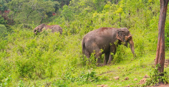 Chiang Mai: Elephant Tour & Pad Thai Cooking