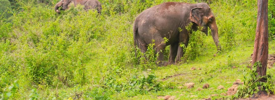 Chiang Mai : visite éthique avec des éléphants et cours de cuisine