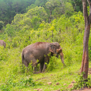 Chiang Mai: Ethical Elephant Tour & Pad Thai Cooking Chiang Mai: Ethical Elephant Tour & Pad Thai Cooking