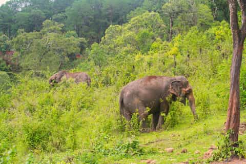 Chiang Mai: Ethical Elephant Tour & Pad Thai Cooking - Image 3