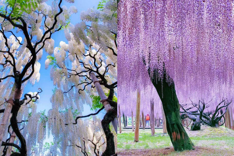 Tokyo : Hitachi Coastal Park & Adachi Wisteria Lighting Tour