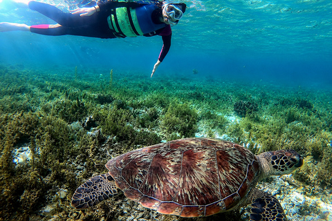 Cebu: 2-Day Camping, Kawasan & Moalboal Adventure