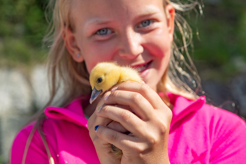 Vik: Hiking Tour With Farm Visit