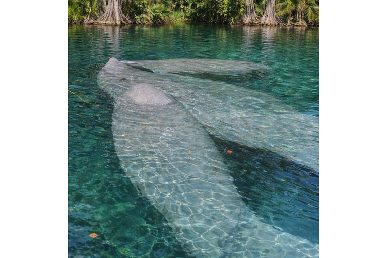 Orlando: Silver Springs Guided Kayak Tour with Shuttle