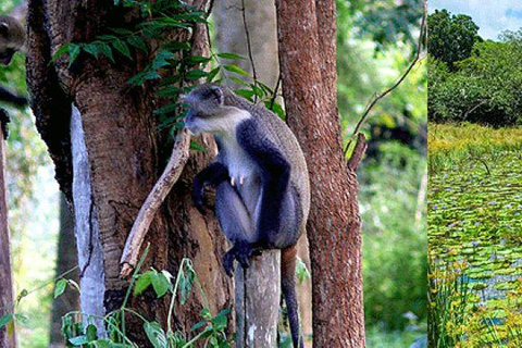 Malindi/Watamu: Half day adventure in Arabuko Sokoke Forest