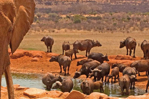 4-tägige Maasai Mara & Lake Nakuru Camping Safari im 4x4 Jeep