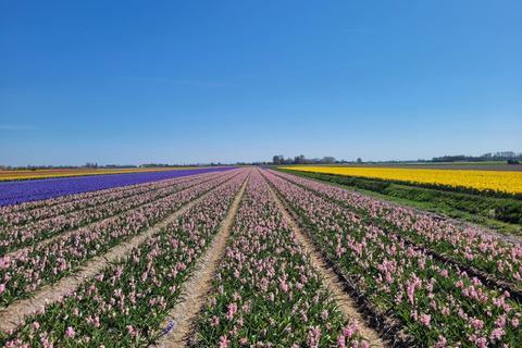 Amsterdam: Ultimate 7-Day Private guided Netherlands tour