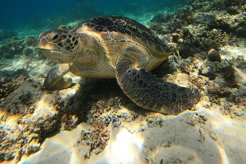 Gili Trawangan Snorkeling en groupe/en public 3 Gili&#039;s Island