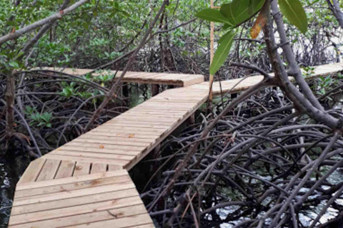 Bocas del Toro : tour en bateau de l&#039;île aux singes et de Cayo Coral