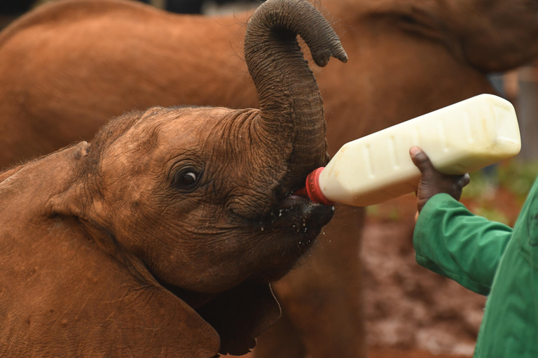 David Sheldrick, Giraffe Center Tour and Kazuri Beads David Sheldrick and Giraffe Center Tour