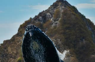 Uvita: Wal- & Delfinbeobachtung mit Getränken & Snacks
