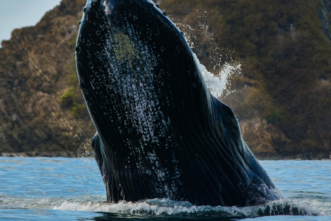Uvita: Whale & Dolphin Watching Boat Trip w/ Drinks & Snacks