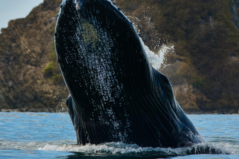 Uvita: Whale & Dolphin Watching Boat Trip w/ Drinks & Snacks