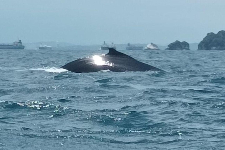 Panama City: Whale Watching Tour with Island Stop