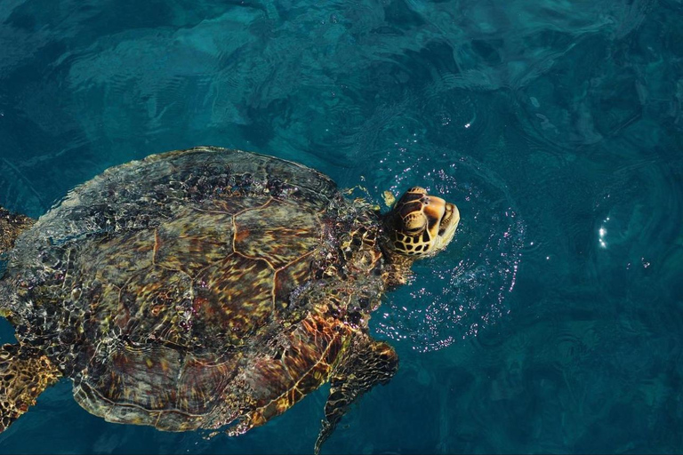 Honolulu: Catamaran Swim, Snorkel, and Sail with Drinks 2 Hour Snorkel, Swim & Sail