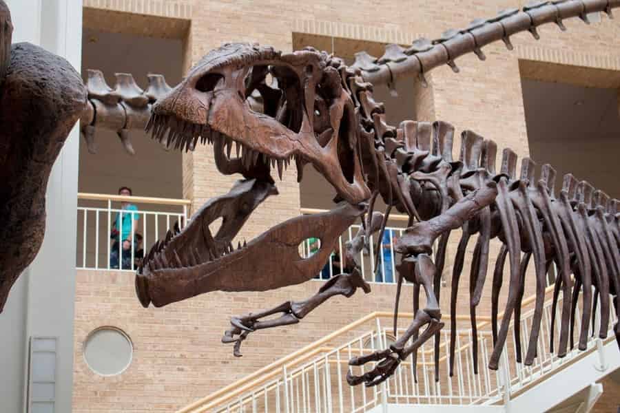 Atlanta: Fernbank Museum: Eintrittskarte für allgemeinen Einlass. Foto: GetYourGuide Atlanta: Fernbank Museum: Eintrittskarte für allgemeinen Einlass. Foto: GetYourGuide