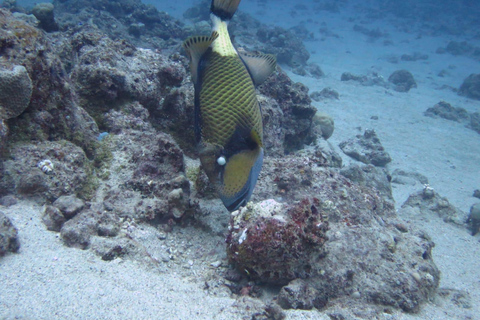 Mauritius: 3-godzinna przygoda nurkowania na wschodnim wybrzeżuMauritius: 3-godzinna przygoda z nurkowaniem na zachodnim wybrzeżu