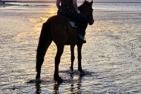 Equitazione a Muscat | Equitazione in spiaggiaMuscat: esperienza di equitazione sulla spiaggia di Al Sawadi