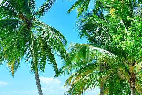 Punta Cana: Saona Island Tour with Lunch and Drinks