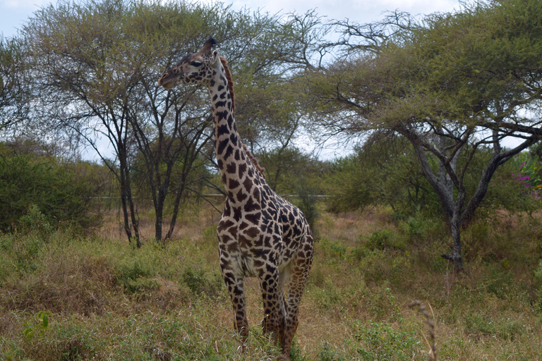 Arusha: Paseo con jirafas