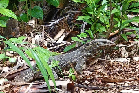 Khao Lak: Privat Khao Sok djungelsafari med bamburafting