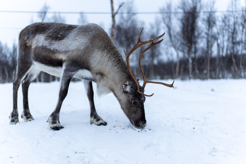 From Tromsø: Sami Culture and Reindeer Feeding