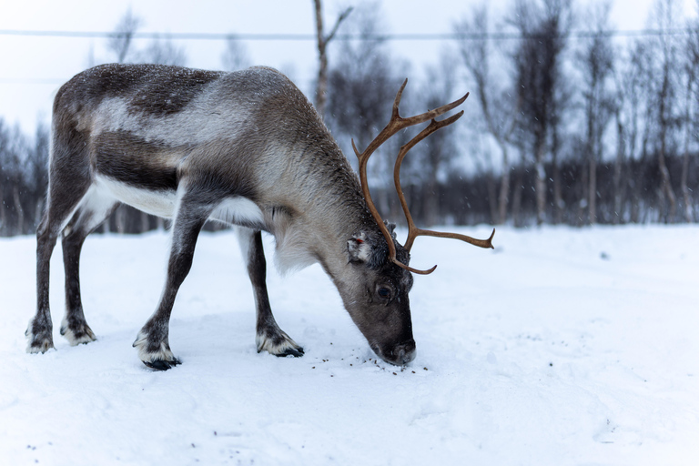 From Tromsø: Sami Culture and Reindeer Feeding