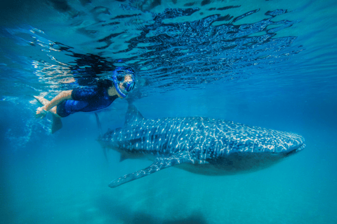 Whale Shark Swim, La Paz, and Todos Santos Day Trip