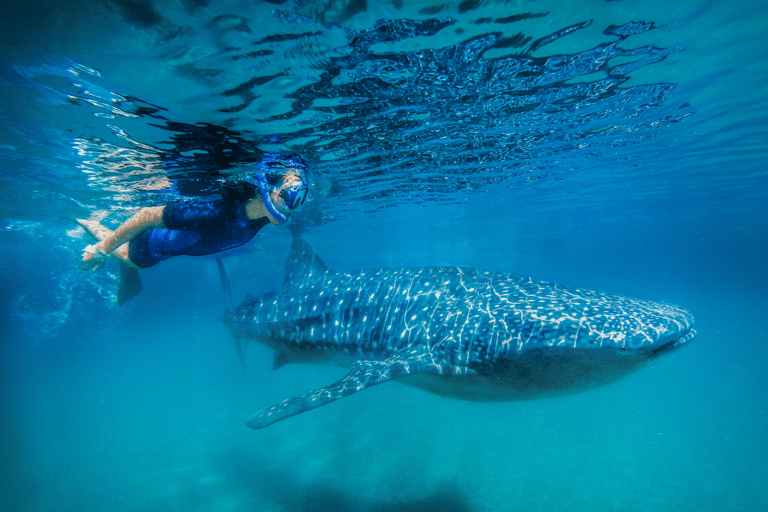 Whale Shark Swim, La Paz, and Todos Santos Day Trip