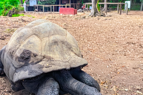 Zanzibar: Stone Town & Prison Island Adventure With Tortoise Island-Wide Pick-Up + Entry Fees Included