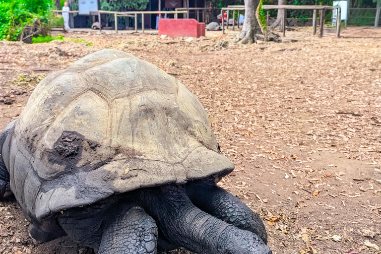 Zanzibar: Stone Town & Prison Island Adventure With Tortoise Island-Wide Pick-Up + Entry Fees Included