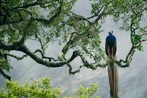 From Colombo: Yala National Park Safari Tour in a 4x4